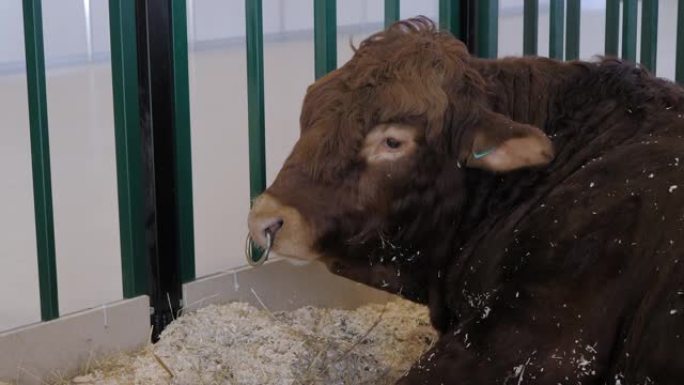 大型棕色公牛在农业动物展览会上吃干草-特写