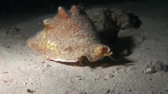 漂亮的巨型斯特罗姆布斯在海上沙底的特写水下。