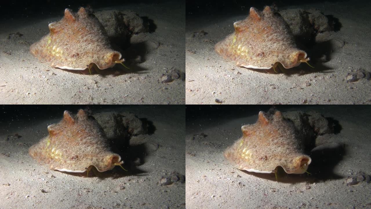 漂亮的巨型斯特罗姆布斯在海上沙底的特写水下。