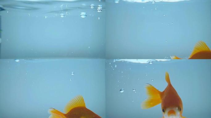 金鱼落入水族馆的蓝色水中，许多气泡漂浮在水面上
