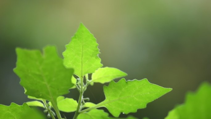 春天植物特写