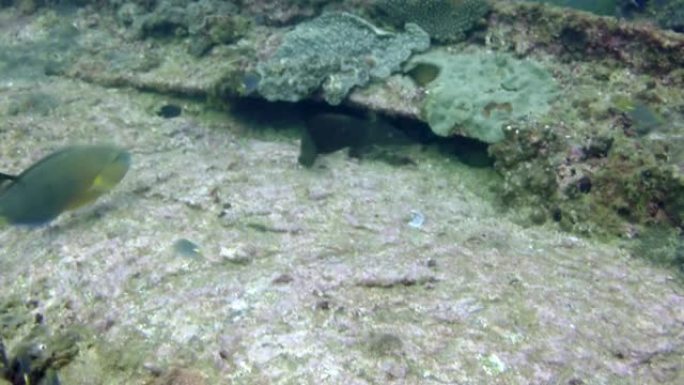 海峡鲶鱼和其他鱼在水下。