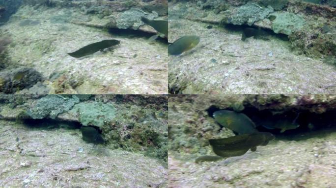 海峡鲶鱼和其他鱼在水下。