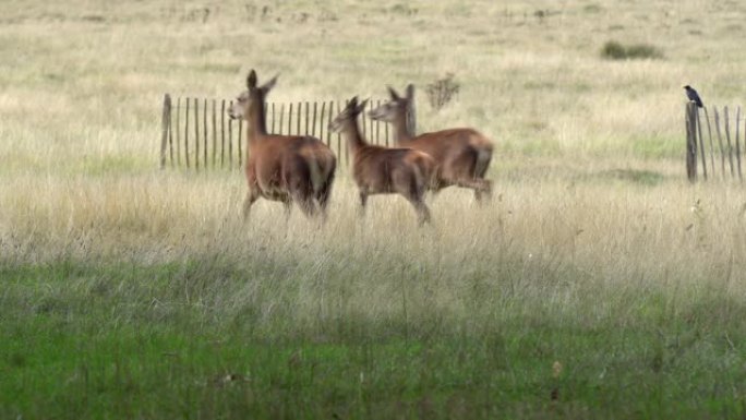 小鹿家族在旧木栅栏的干燥草地上奔跑