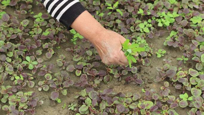 4K拔杂草辛勤用手拔草