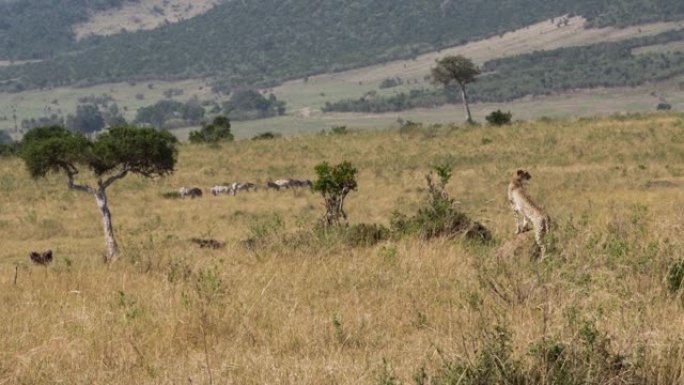 猎豹观看肯尼亚的斑马。