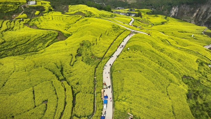 湖北恩施大峡谷田凤坪油菜花海航拍4K