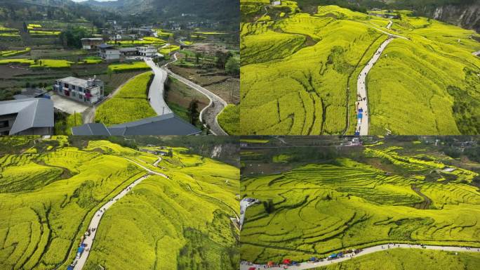 湖北恩施大峡谷田凤坪油菜花海航拍4K