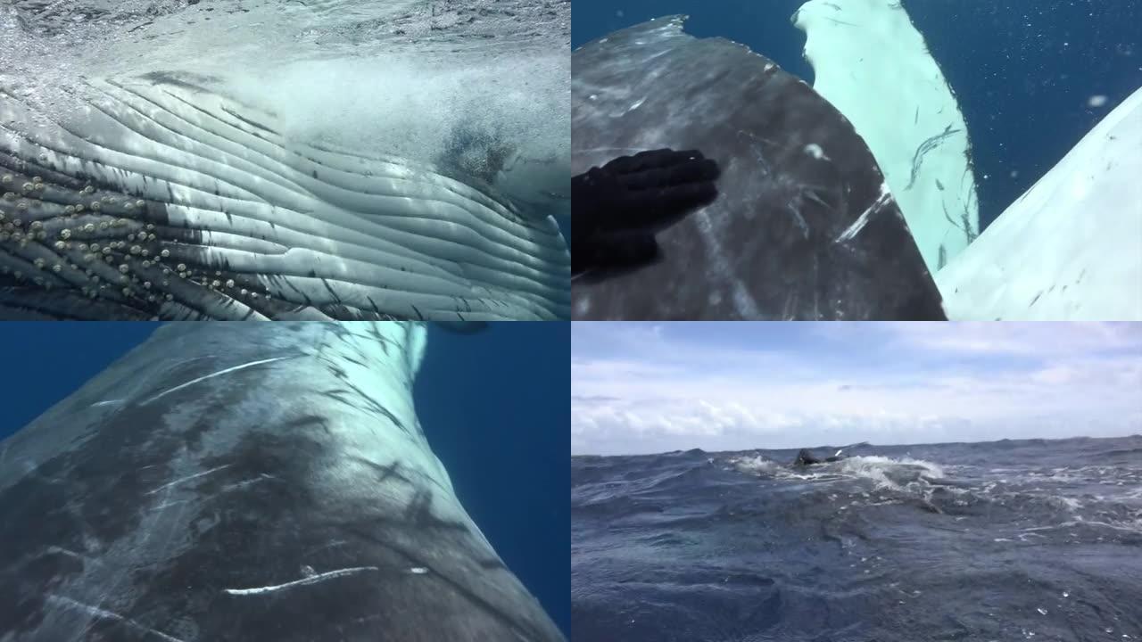特写潜水员的手在太平洋水下抚摸鲸鱼。