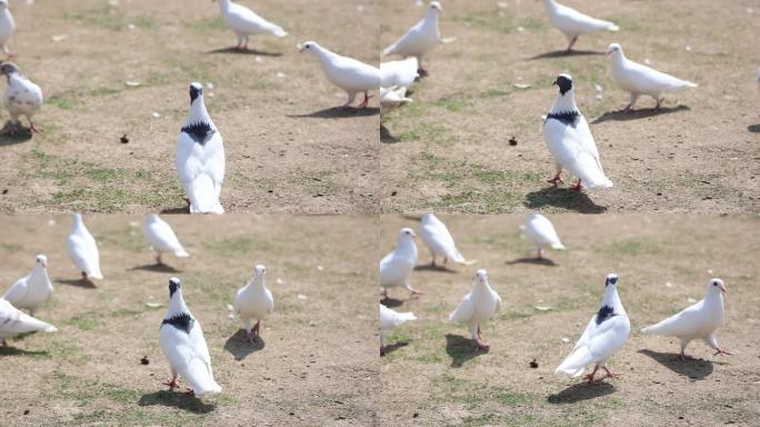 合肥高新区天乐公园鸽子鸽棚鸽舍