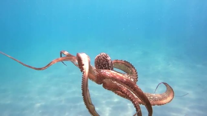 野生章鱼在水下慢动作游泳