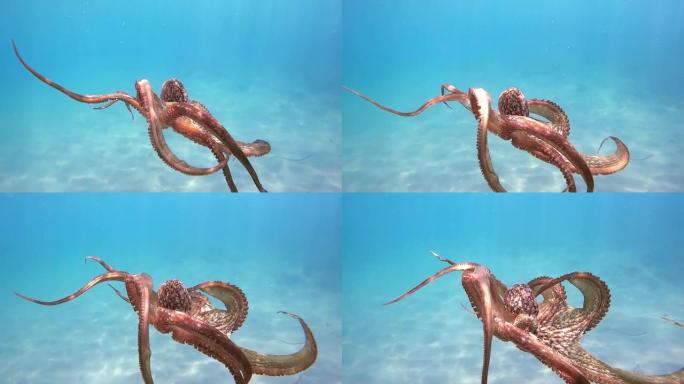 野生章鱼在水下慢动作游泳