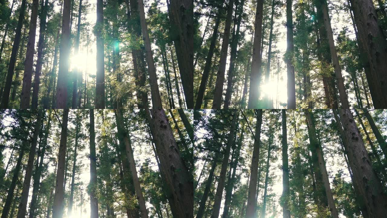 向上倾斜阳光穿过松树林