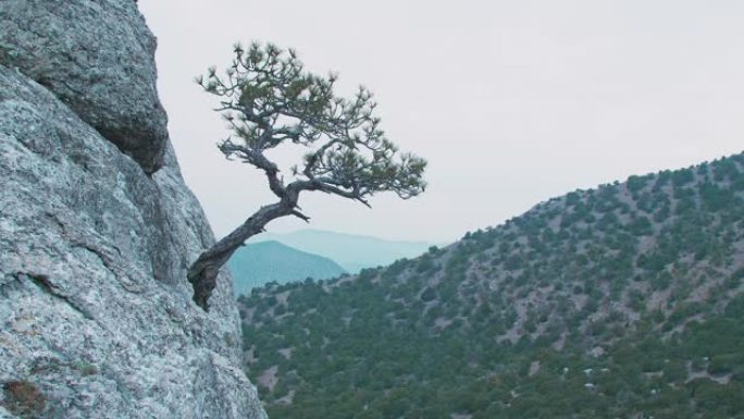 在海岸线群山的背景下，山腰上生长着一棵有着错综复杂扭曲树干的孤松树。克里米亚山脉的地标。周末的旅游路