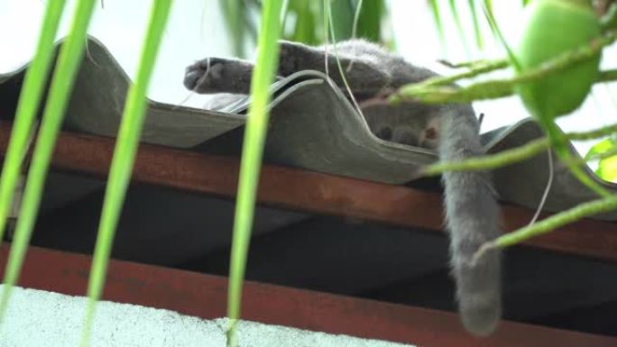 睡在屋顶上的猫