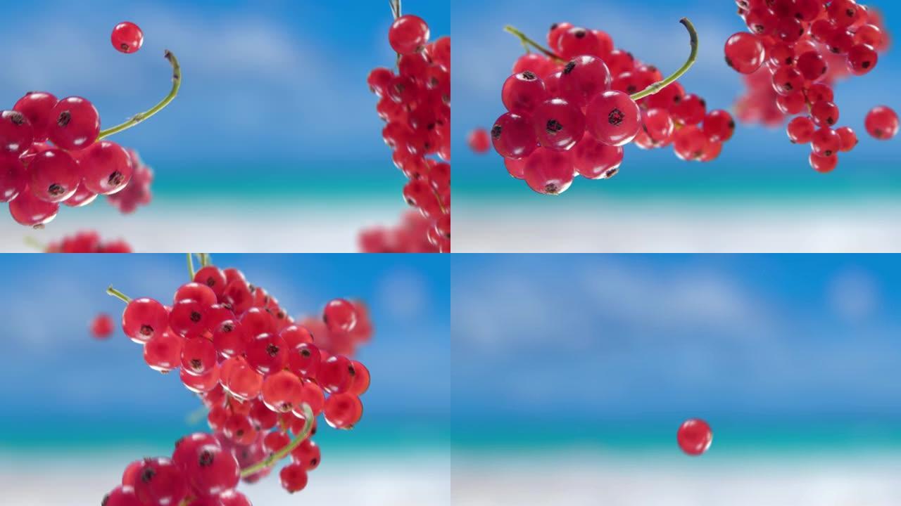 海滩热带夏季背景下的飞行红醋栗和红醋栗束