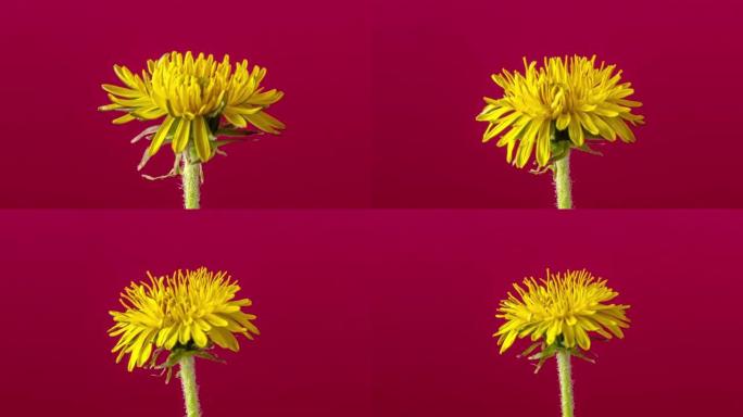4k缩小黄色蒲公英花朵盛开的延时，并在红色背景上生长。蒲公英盛开的花。