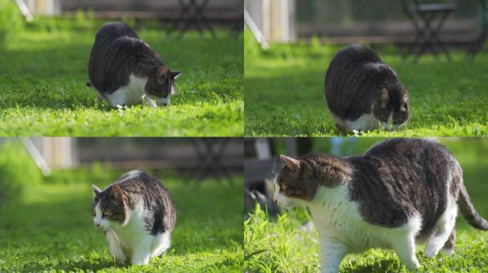 肥猫小花猫胖嘟嘟庭院院子草坪光影