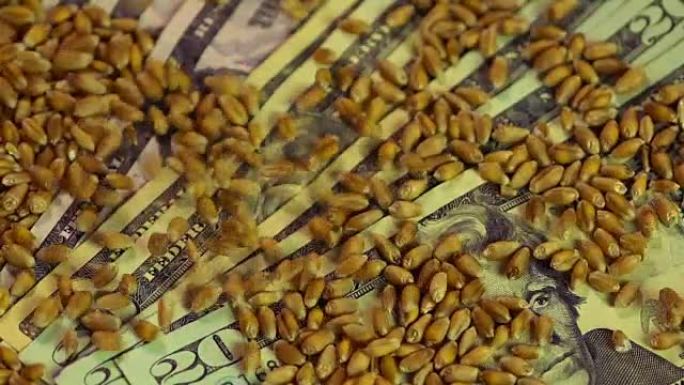 小麦谷物在美元钞票上下跌的特写镜头，农业业务