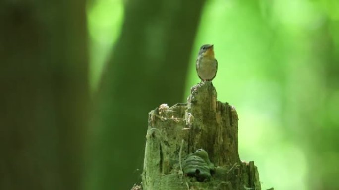 树桩上的木莺 (Phylloscopus sibilatrix) chi