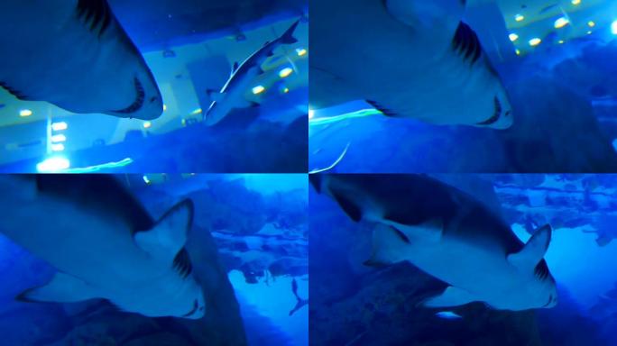 大鲨鱼在水族馆的蓝色海水中游泳