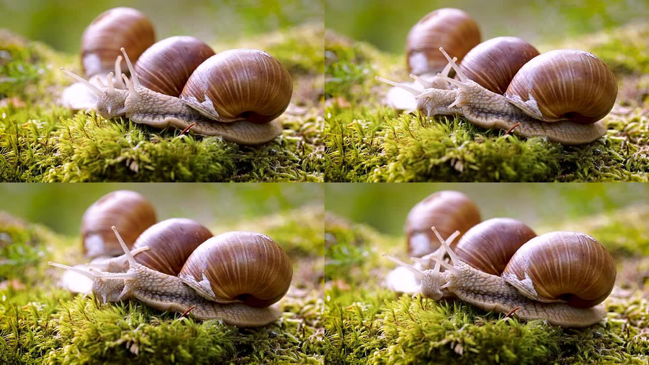 Helix pomatia也是罗马蜗牛，勃艮第蜗牛