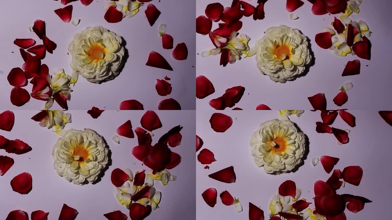 白色的花与玫瑰花瓣桌面旋转视图。