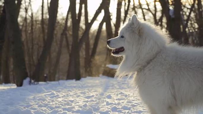 冬季公园美丽的白色萨摩耶犬，慢动作