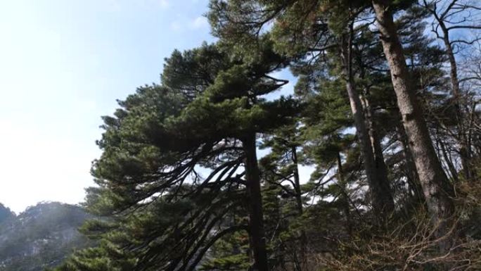 冬季黄山松树唯美美丽风景意境
