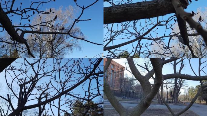 漆树鹿角-早春在城市公园。斑疹伤寒大冠，配以去年鲜红色的果实。