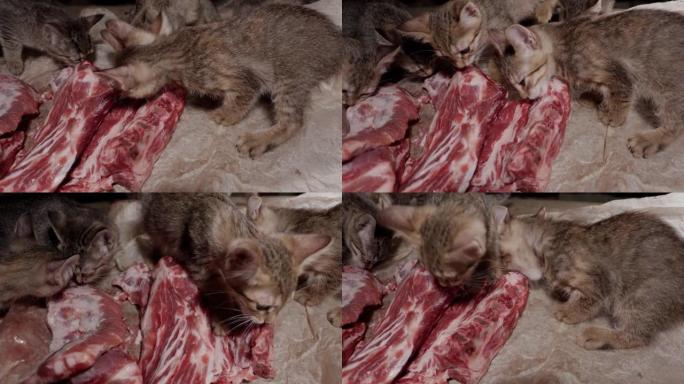 小猫在木桌上吃生肉。
