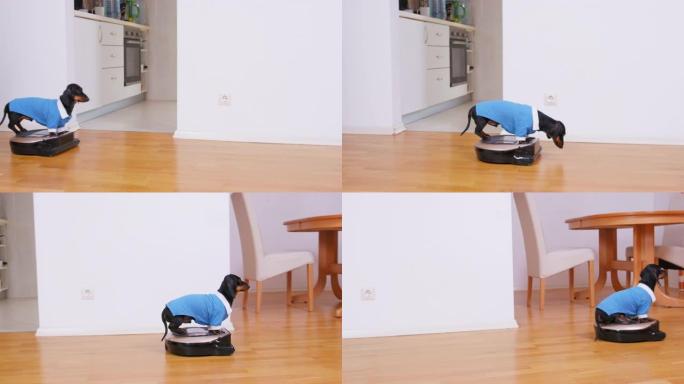 穿制服的狗骑机器人真空吸尘器控制。公寓清洁服务
