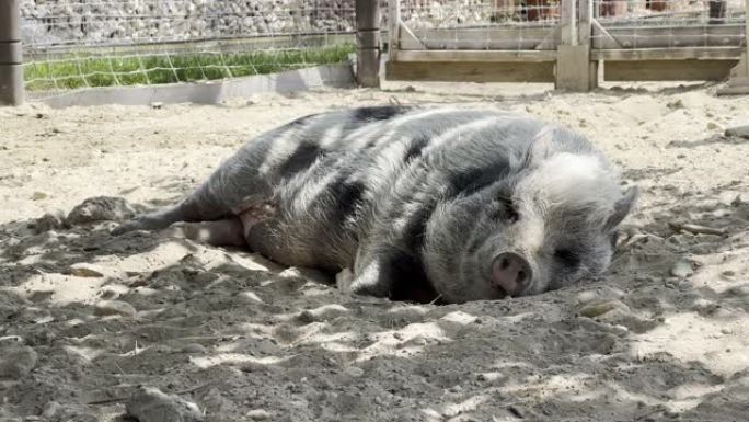 黑白毛猪睡在围场的地上