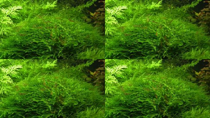 水族馆中的小型装饰性透明虾。