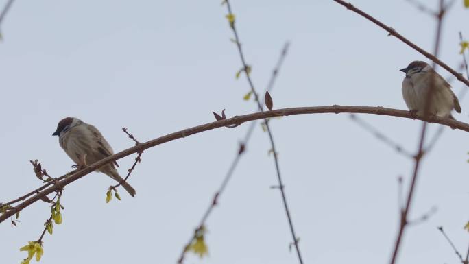 春天迎春花树枝上的麻雀