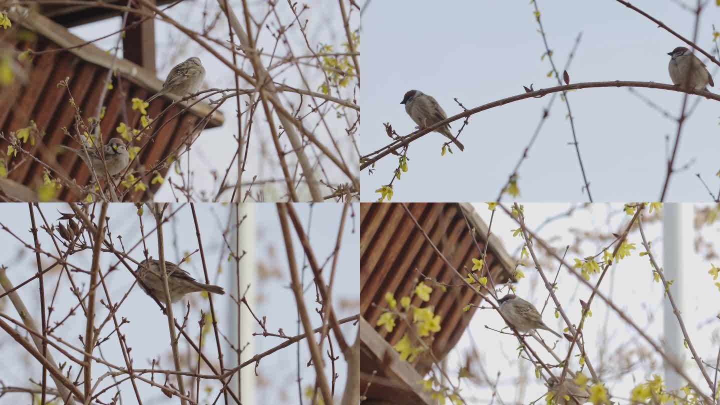 春天迎春花树枝上的麻雀