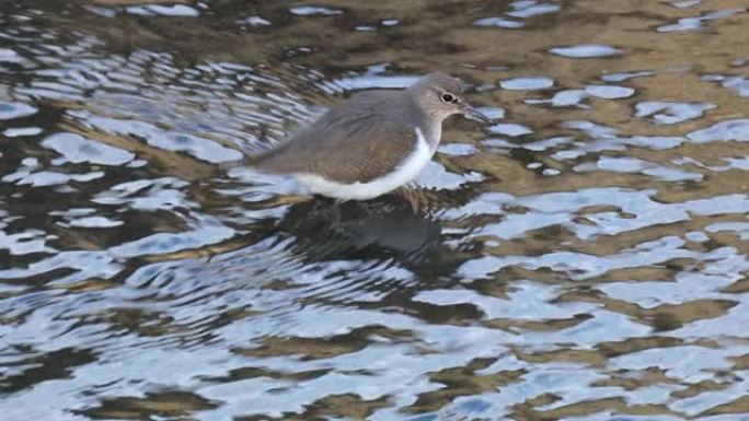 鹬或Actitis hypoleucos，繁殖涉禽，在埃斯特雷马杜拉的浅河床上觅食。