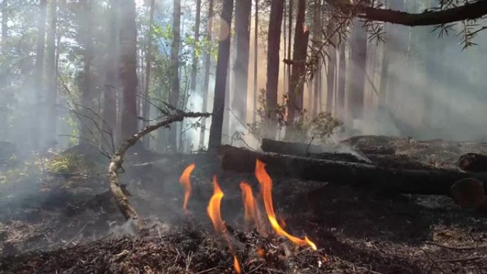 森林中的野火特写镜头。森林砍伐和全球变暖概念。森林野火灾害，干燥灌木丛燃烧，火灾原因，生态，地球，气