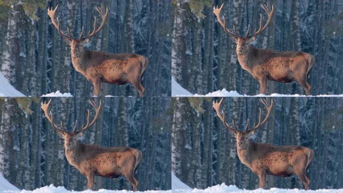 冬季森林背景下的鹿肖像。