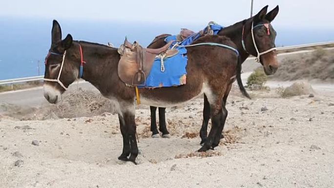 一对驴子站在山上，配备了骑行，运输和海上度假胜地