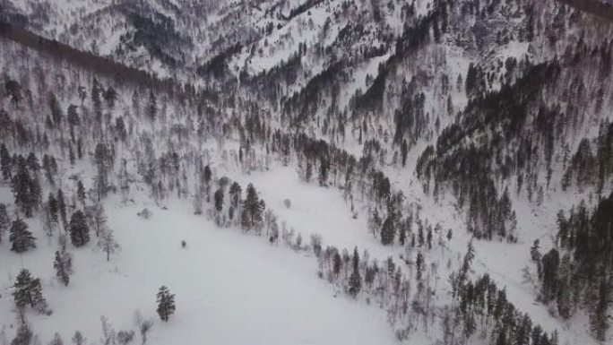 白雪皑皑的山坡上生长着树枝粗的针叶树