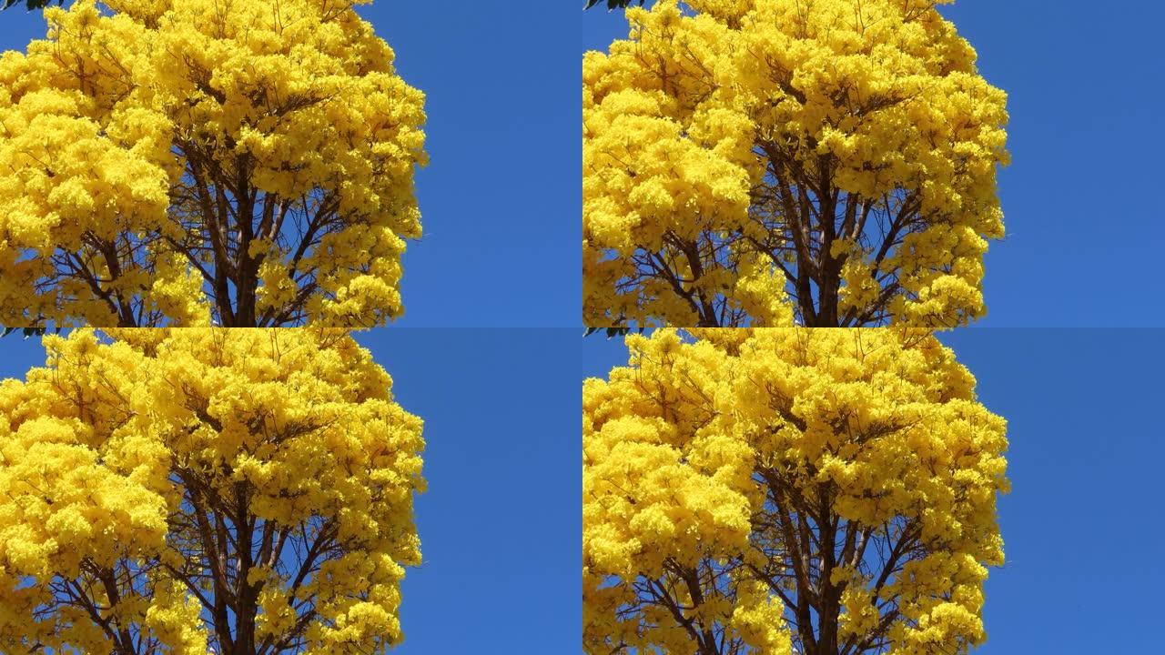 蓝天上的黄色大树。手摇黄花，金色的喇叭树。