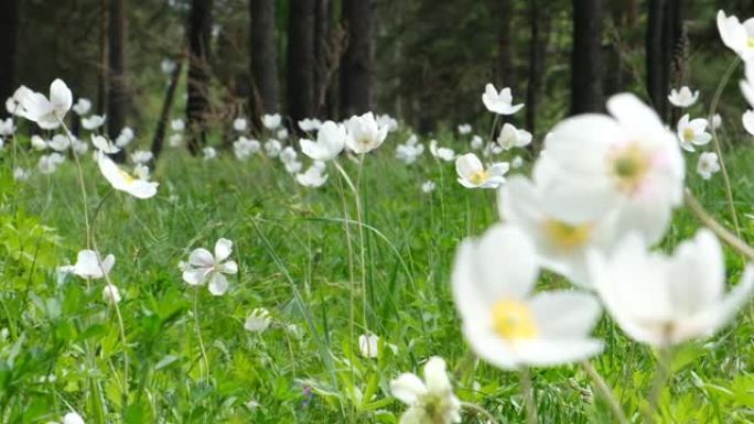 森林中银莲花的白色花朵，日落之光，仰望