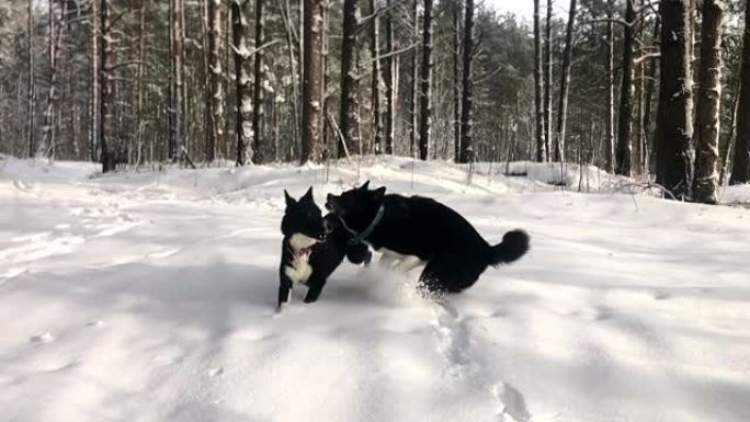 两只北方狗在雪地里奔跑。