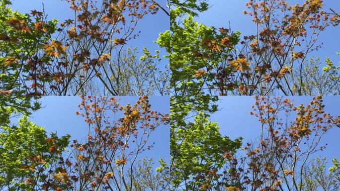 枫树的新生长树枝，绿枫叶和红枫叶在蓝天下摇曳，微风吹过树梢