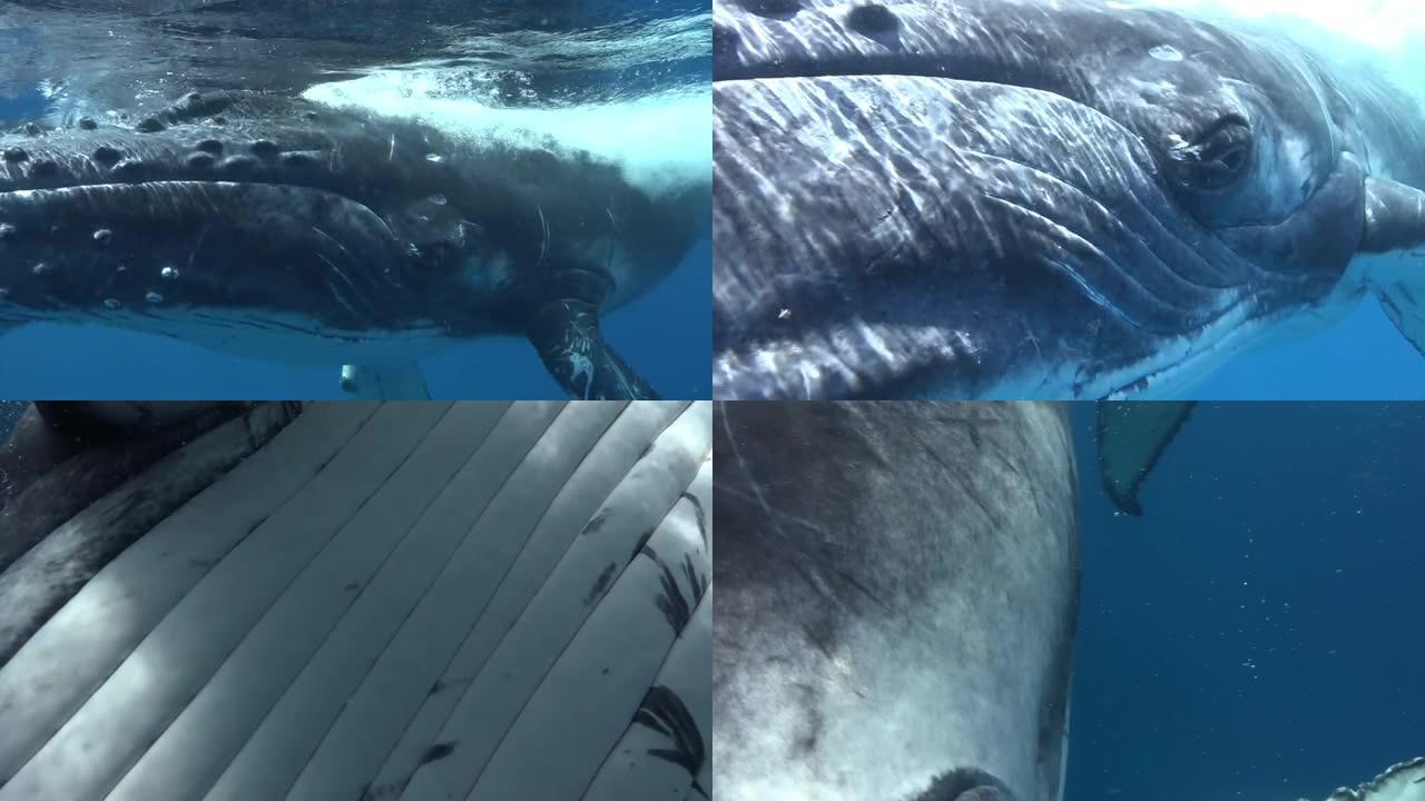 潜水员的手在太平洋水下抚摸鲸鱼。