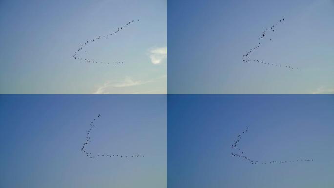 鹤飞走了，一群鸟在秋天的蓝天上高飞。