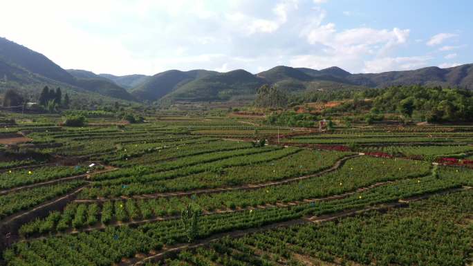 云南玫瑰种植园鸟瞰大远景