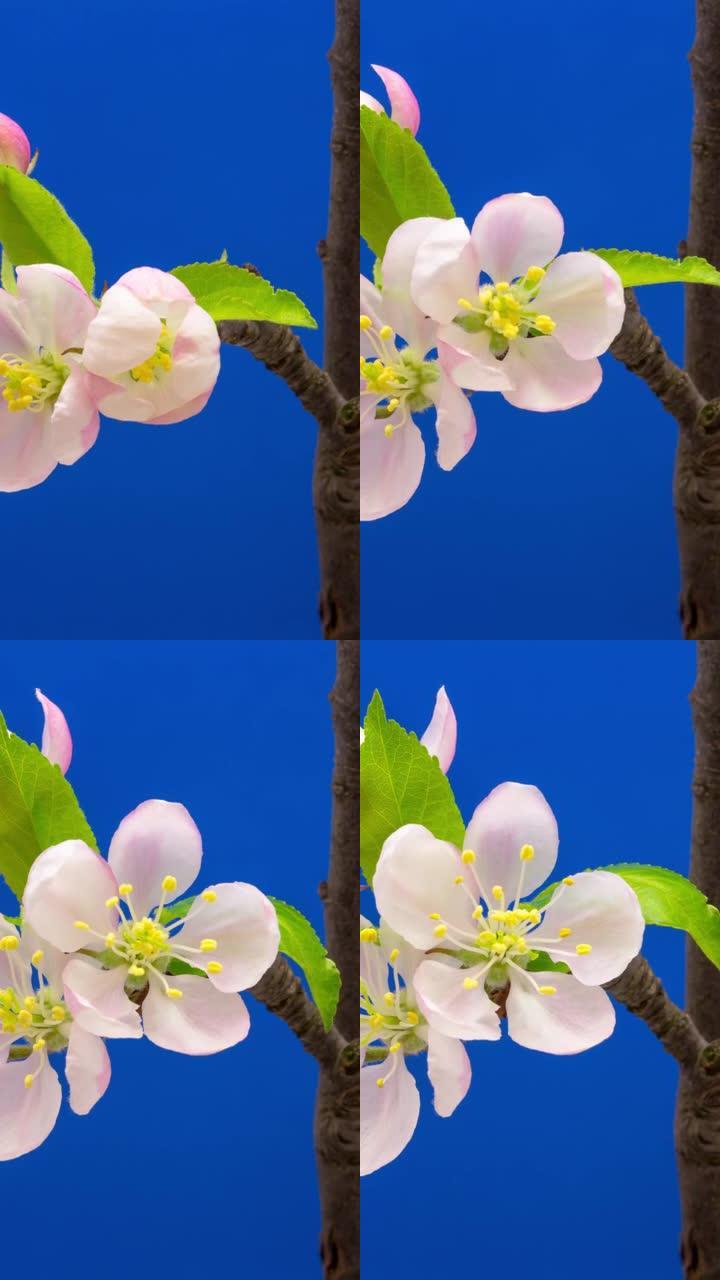 4k垂直延时的野生苹果树花开并在蓝色背景上生长。盛开的马鲁斯家蝇花。9:16比例的垂直时间流逝手机和