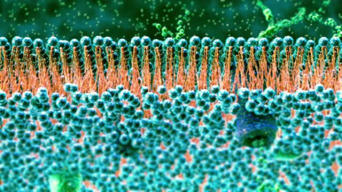 细胞膜生物细胞运动模型